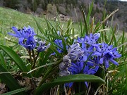 38 Scilla bifolia (Scilla silvestre) ai prati della Pigolotta di Valtorta 